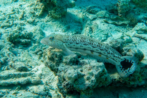 istock Speckled  sandperch in Red sea, Egypt 1345605611