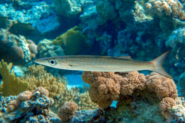 Yellowtail barracuda  - sphyraena flavicauda in the Red Sea. stock photo