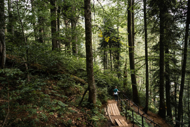 istock Scenic path with wooden stairs in green forest 1345609898