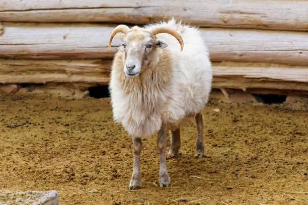 Navajo Churro Sheep is a breed of domestic sheep originating with the Spanish Churra sheep obtained by Navajo, Hopi and other Native American nations.