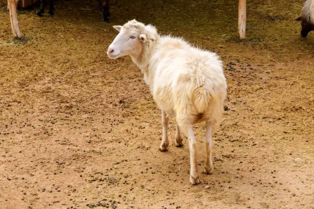 Navajo Churro Sheep is a breed of domestic sheep originating with the Spanish Churra sheep obtained by Navajo, Hopi and other Native American nations.