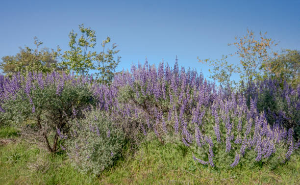 Lupine Bush stock photo