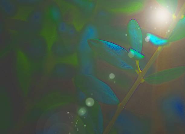 istock Image of the plant with soft sunlight. 1345611828