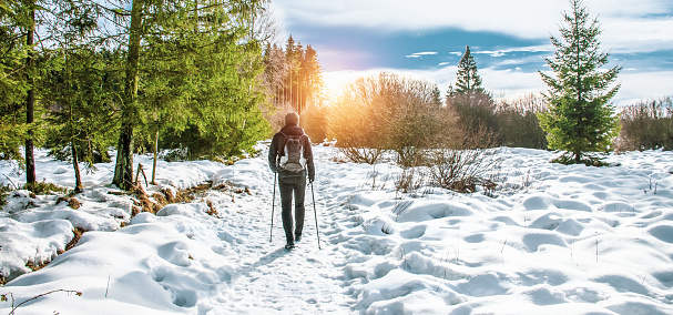 Popular winter outdoor activities. Young man with walking poles walks alone on a snowy forest trail on a sunny winter day in Sourbrodt, Ardennes,  Belgium.