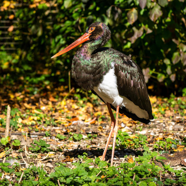 istock Black stork, Ciconia nigra in a german nature park 1345612109