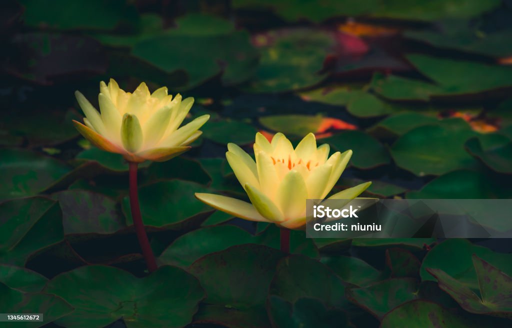 Water lilies blooming in summer pond Water Lily Stock Photo