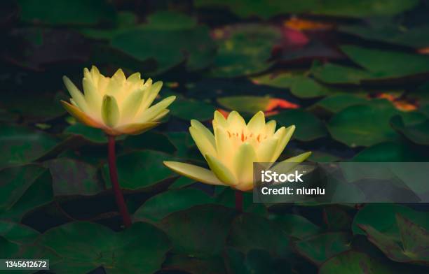 Water Lilies Blooming In Summer Pond Stock Photo - Download Image Now - Water Lily, Lily, Pond