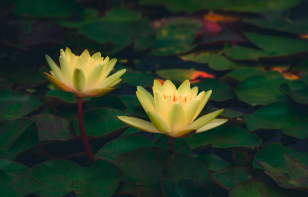 water lilies blooming in summer pond - single flower macro lotus close up imagens e fotografias de stock