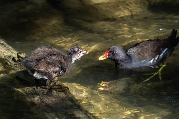 Photo of Common moorhen Gallinula chloropus also known as the waterhen or swamp chicken