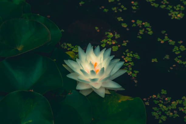 water lilies blooming in summer pond - single flower macro lotus close up imagens e fotografias de stock