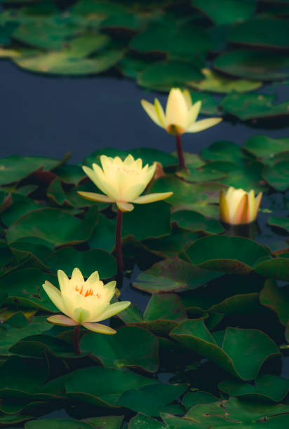 istock Water lilies blooming in summer pond 1345613173