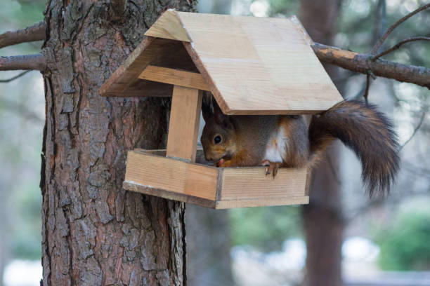 istock a beautiful squirrel with a fluffy tail climbed into the bird feeder 1345613183