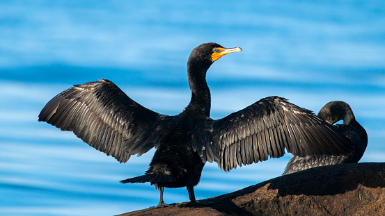 A Double Crested Cormorant spreads it's wings.