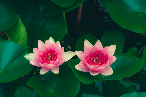 Water lilies blooming in summer pond