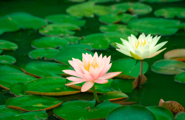 ninfee che fioriscono nello stagno estivo - lotus single flower water lily water foto e immagini stock