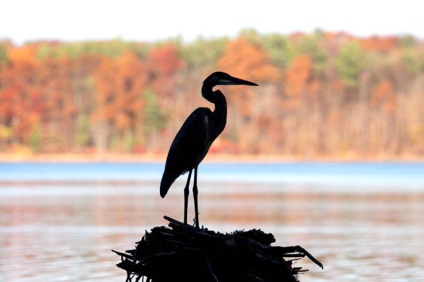 Great Blue Heron Silhouette - Fall The silhouette of a Great Blue Heron stands in the foreground of a classic New England fall scene.. water bird stock pictures, royalty-free photos & images