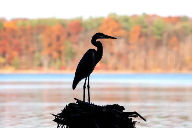 The silhouette of a Great Blue Heron stands in the foreground of a classic New England fall scene..