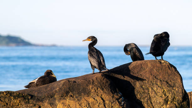 istock Shorebirds - Double Crested Cormorants & Eider Duck. 1345614240