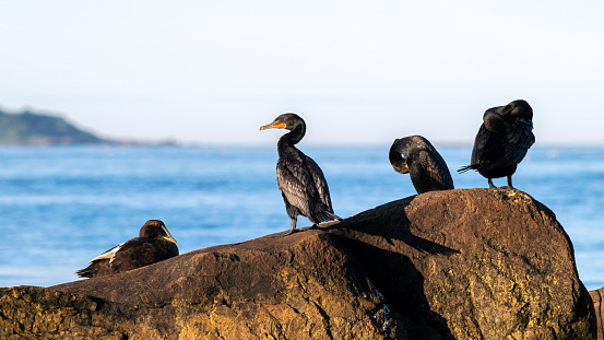 A female eider duck and three cormorants congregate at sunset on the rocky New England coast.