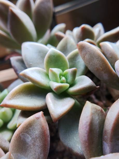 istock Korean succulent called Pretty. Rosette close up. 1345615861
