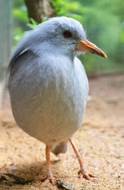 istock The endemic bird Kagu (Rhynochetos jubatus) 1345616233