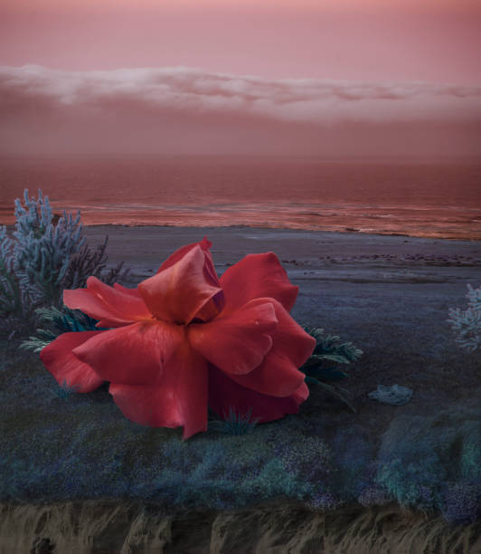 Photo of Surreal Giant flower rose