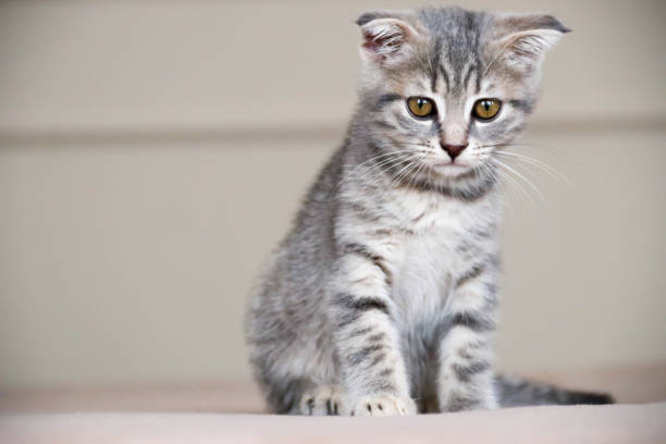 istock little striped playful kitten playing on bed at home. 1345620249