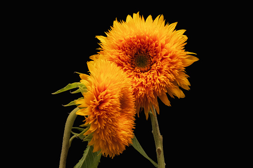 pair of yellow orange sunflower Teddy Bear macro on black background,  fine art still life blossom with detailed texture, green leaf and stem