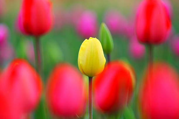 yellow and red tulips stock photo