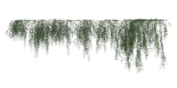 istock Climbing plants creepers isolated on white background 3d illustration 1345622227