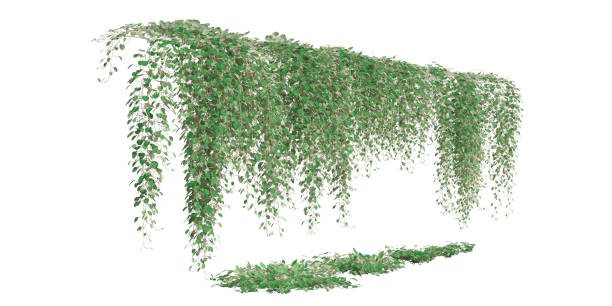 istock Climbing plants creepers isolated on white background 3d illustration 1345622278
