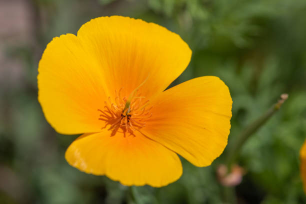 Red poppy in beautiful sunset light