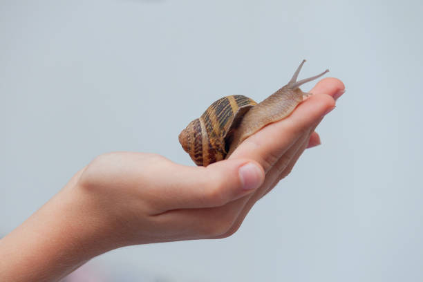 Edible snail on child hand on grey background.