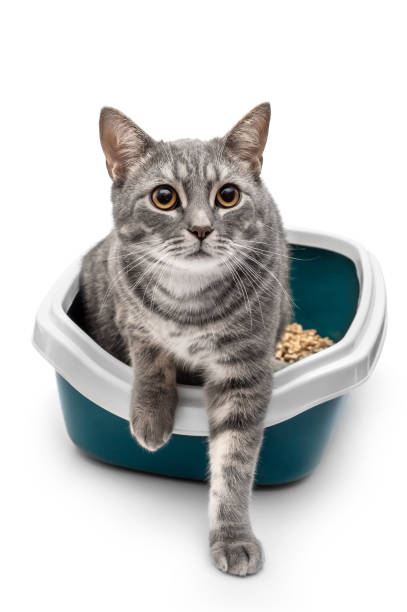 Grey cat in plastic litter box. Isolated on white. stock photo