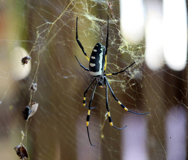gigantyczny złoty pająk orb-web (nephila pilipes) czekający na zdobycz - orb web spider zdjęcia i obrazy z banku zdjęć