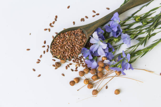 composição de flores de linho e suchara com sementes - flax seed - fotografias e filmes do acervo