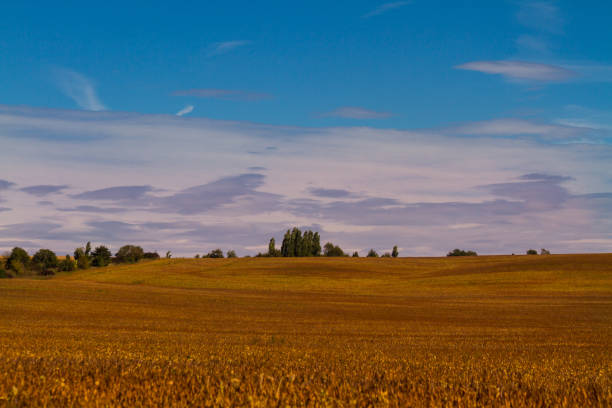 Soybean field with background of blue sky and some clouds. Ripe soy plants. Soy agriculture