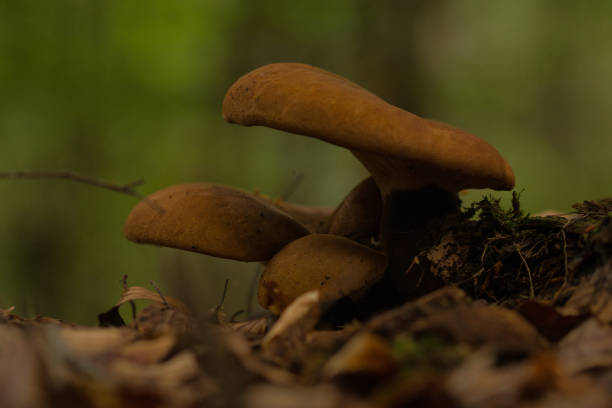 istock Group of mushrooms 1345628199
