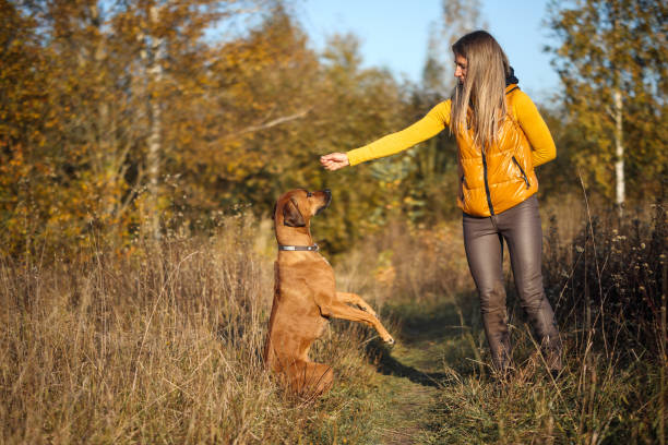 istock Rhodesian Ridgeback performs a command in front of the coach in a yellow autumn field 1345629291