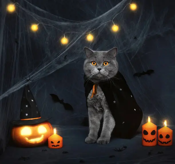 Photo of Halloween cat. Cute gray cat, glowing jack o lantern pumpkin and candles on dark background. Halloween concept.
