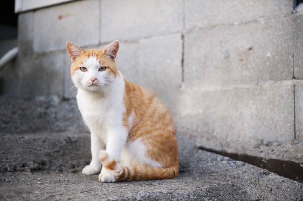 A Cat Standing Against Concrete Brick Wall and Looking at Me.