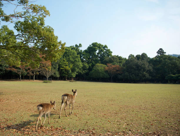 istock Two Brown Deers Walking Together  in a Park Against a Clear Sky. 1345630181