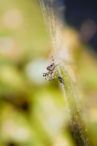 Garden orb weaver spider and its prey