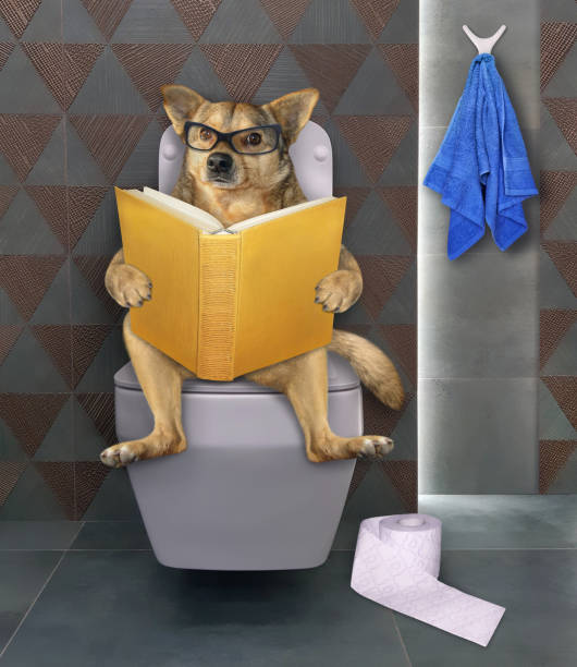 istock Dog reads on square toilet bowl 1345632522