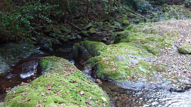 istock photographs in Takihata forest 1345634506