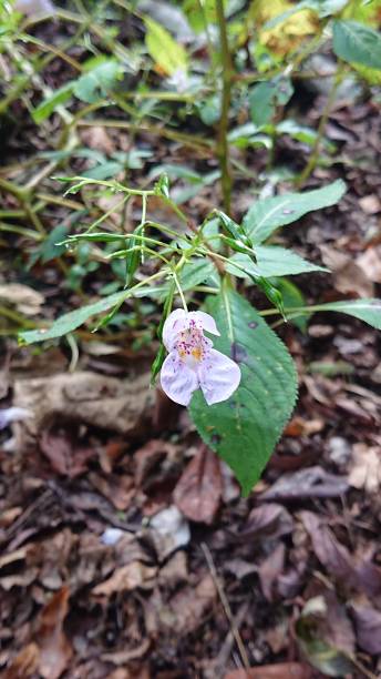 istock Plant name Impatiens textori 1345635898