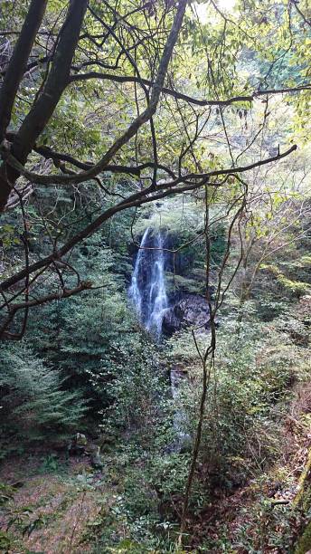 istock photographs in Takihata forest 1345636743