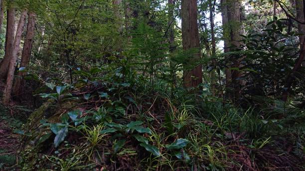 istock photographs in Takihata forest 1345636749