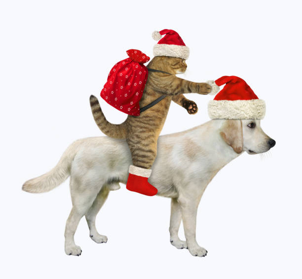 Cat Santa with gifts rides dog labrador A beige cat in a Santa Claus hat with a sack of gifts rides a dog labrador. White background. Isolated. cat in santa hat stock pictures, royalty-free photos & images