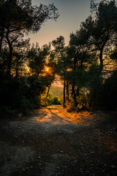 golden sunset on the forest of montagne sainte-victoire in provence, france - montagne sol imagens e fotografias de stock
